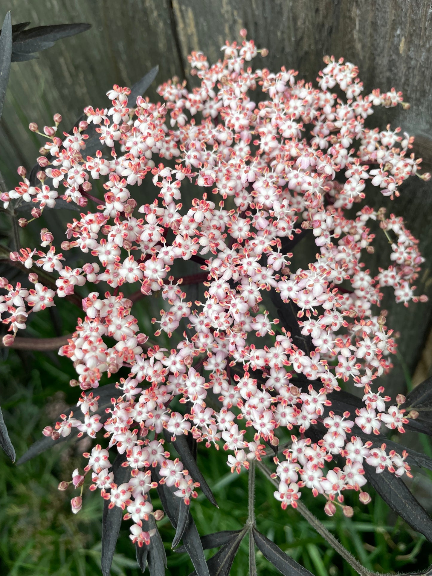 Elderflower Elixir